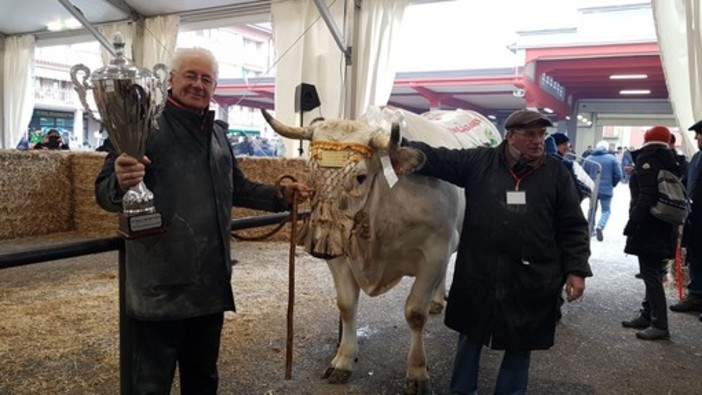 Il re della 109ª Fiera del Bue Grasso di Carrù è Trono: pesa 1360 chili e proviene da Marene (Foto e Video) Il re della 109ª Fiera del Bue Grasso di Carrù è Trono: pesa 1360 chili e proviene da Marene (Foto e Video)