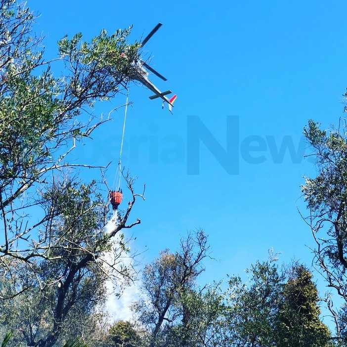 Pietrabruna: incendio di ieri, è bruciato circa un ettaro tra sterpaglie e oliveti. Le foto dell'intervento Pietrabruna: incendio di ieri, è bruciato circa un ettaro tra sterpaglie e oliveti. Le foto dell'intervento
