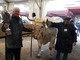 Il re della 109ª Fiera del Bue Grasso di Carrù è Trono: pesa 1360 chili e proviene da Marene (Foto e Video) Il re della 109ª Fiera del Bue Grasso di Carrù è Trono: pesa 1360 chili e proviene da Marene (Foto e Video)
