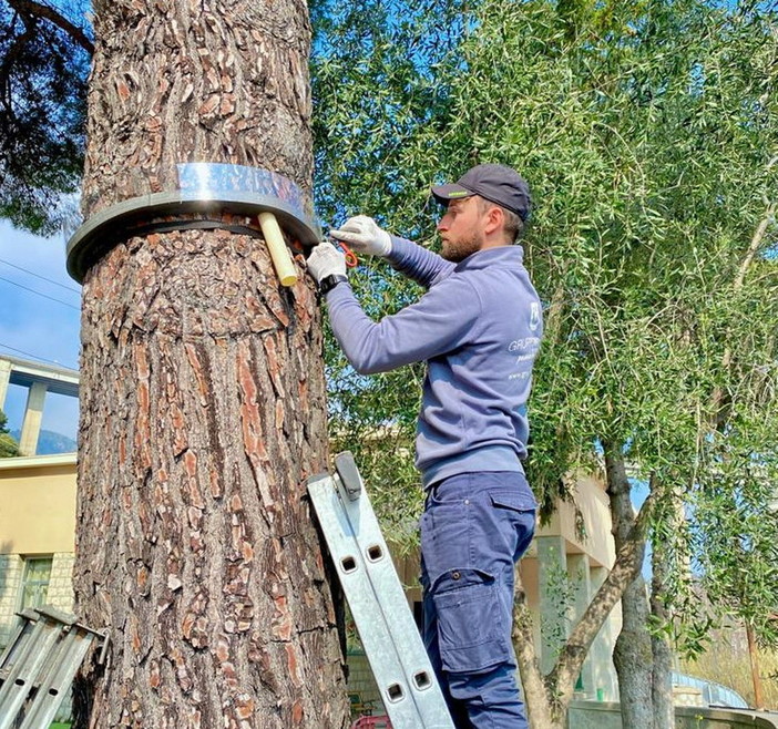 Ventimiglia: saranno investiti dal comune 35mila euro per il servizio di disinfestazione della Processionaria Ventimiglia: saranno investiti dal comune 35mila euro per il servizio di disinfestazione della Processionaria