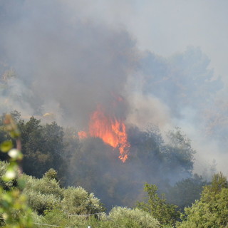 Due incendi di sterpaglie questo pomeriggio: il secondo vicino all'autostrada A10 vicino a Castellaro Due incendi di sterpaglie questo pomeriggio: il secondo vicino all'autostrada A10 vicino a Castellaro