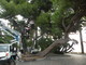 Sanremo: intervento conservativo per salvaguardare i pini monumentali di Corso Imperatrice