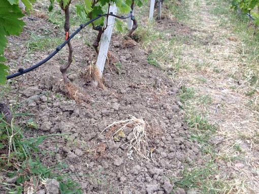 Vallecrosia: troppi ungulati vicini al centro città, emanata nuova ordinanza per l'abbattimento Vallecrosia: troppi ungulati vicini al centro città, emanata nuova ordinanza per l'abbattimento