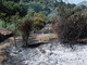 Ventimiglia: piccolo incendio di sterpaglie, questa mattina poco prima di mezzogiorno in località San Rocco Ventimiglia: piccolo incendio di sterpaglie, questa mattina poco prima di mezzogiorno in località San Rocco