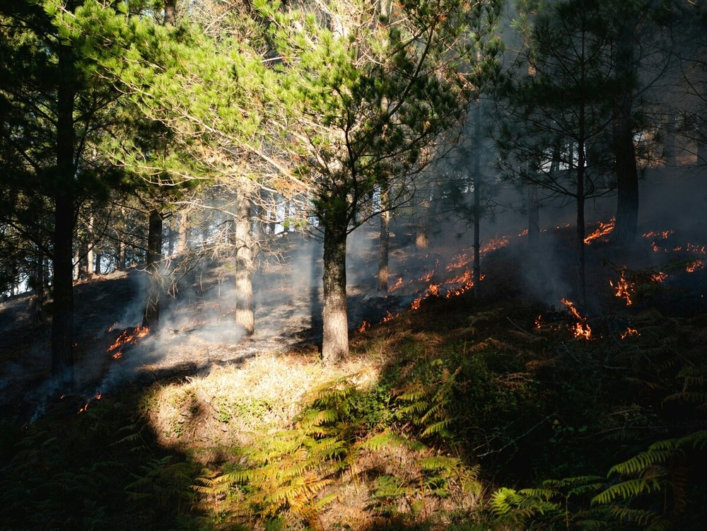 Incendi boschivi, dal 4 luglio scatta lo stato di grave pericolosità in tutta la Liguria Incendi boschivi, dal 4 luglio scatta lo stato di grave pericolosità in tutta la Liguria