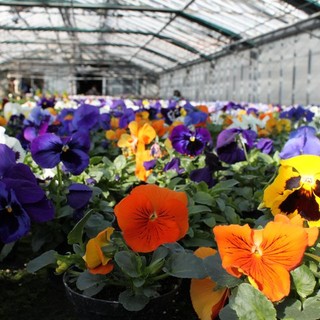 Bordighera: accordo tra Comune e 'Aicardi' di Sanremo per realizzare 100 mq di aiuole ecosostenibili Bordighera: accordo tra Comune e 'Aicardi' di Sanremo per realizzare 100 mq di aiuole ecosostenibili