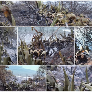 Ventimiglia: incendio di ieri alle Calandre, sarebbe stato appiccato dagli stranieri per farsi strada tra le sterpaglie (Foto)