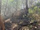 Incendio boschivo tra Ceriana e Bajardo: intervento delle squadre antincendio boschivo Incendio boschivo tra Ceriana e Bajardo: intervento delle squadre antincendio boschivo