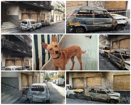 Riva Ligure: cagnolino 'eroe' abbaia e sveglia tutti in via Allavena, accelerando l'intervento per l'incendio (Foto)