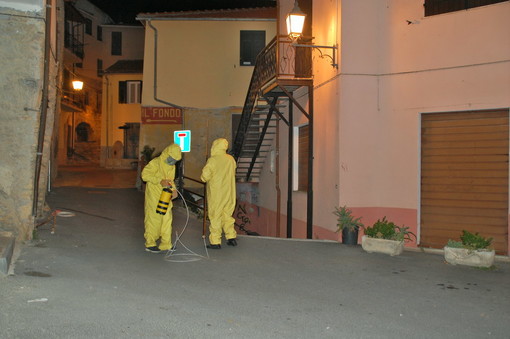 San Lorenzo al Mare: grosso nido di Vespa Velutina scoperto ieri sera, intervento della SS Trinità (Foto)