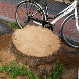 Ventimiglia: abbattimento palme, interviene Nazzari: “i tronchi sono un rischio per le auto”