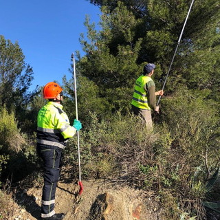 Diano Marina: lotta alla processionaria, ieri serie di controlli ieri mattina nella zona del Capo Berta (Foto) Diano Marina: lotta alla processionaria, ieri serie di controlli ieri mattina nella zona del Capo Berta (Foto)