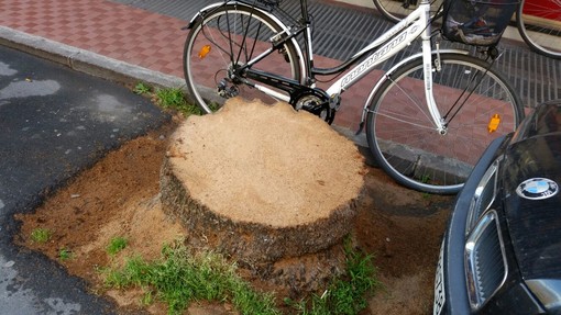 Ventimiglia: abbattimento palme, interviene Nazzari: “i tronchi sono un rischio per le auto” Ventimiglia: abbattimento palme, interviene Nazzari: “i tronchi sono un rischio per le auto”