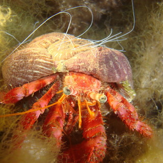 L'Associazione InforMare in prima linea per informare cittadini e turisti delle bellezze naturalistiche che caratterizzano i fondali liguri
