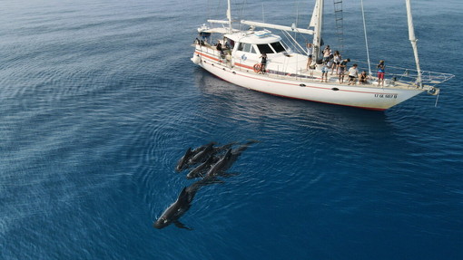 Clima, traffico navale e scarsità di cibo: così cambiano le rotte dei cetacei nel santuario Pelagos Clima, traffico navale e scarsità di cibo: così cambiano le rotte dei cetacei nel santuario Pelagos