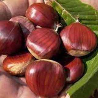 Isolabona in Fiera: domenica 13 novembre torna la “Castagnata”