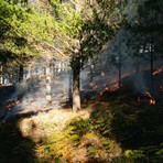 Incendi boschivi, dal 4 luglio scatta lo stato di grave pericolosità in tutta la Liguria Incendi boschivi, dal 4 luglio scatta lo stato di grave pericolosità in tutta la Liguria