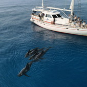 Clima, traffico navale e scarsità di cibo: così cambiano le rotte dei cetacei nel santuario Pelagos Clima, traffico navale e scarsità di cibo: così cambiano le rotte dei cetacei nel santuario Pelagos