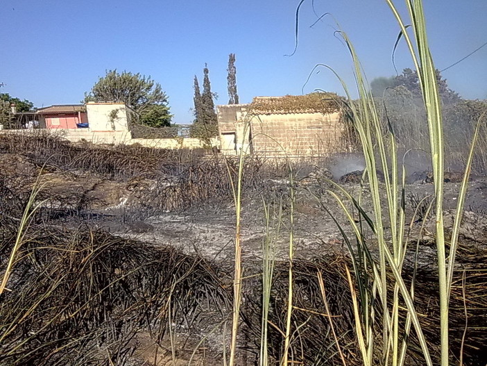 Diano San Pietro: incendio di sterpaglie distrugge un canneto, la foto di un lettore Diano San Pietro: incendio di sterpaglie distrugge un canneto, la foto di un lettore