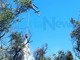 Pietrabruna: incendio di ieri, è bruciato circa un ettaro tra sterpaglie e oliveti. Le foto dell'intervento Pietrabruna: incendio di ieri, è bruciato circa un ettaro tra sterpaglie e oliveti. Le foto dell'intervento