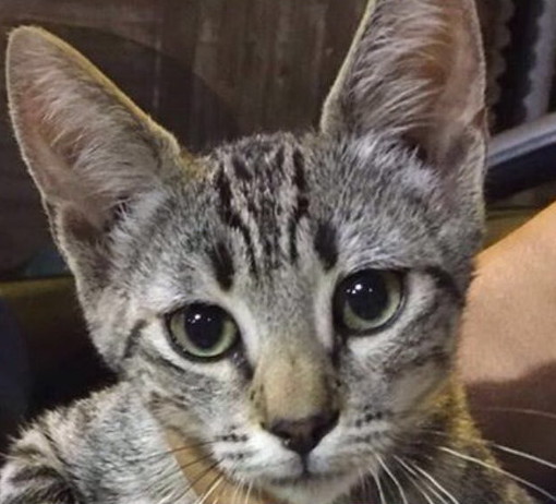 Sanremo: apprende su Facebook dove è il suo gatto scomparso, l'appello del proprietario
