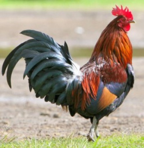San Bartolomeo a Mare: domani all'alba, il primo festival del 'Canto del Gallo' San Bartolomeo a Mare: domani all'alba, il primo festival del 'Canto del Gallo'