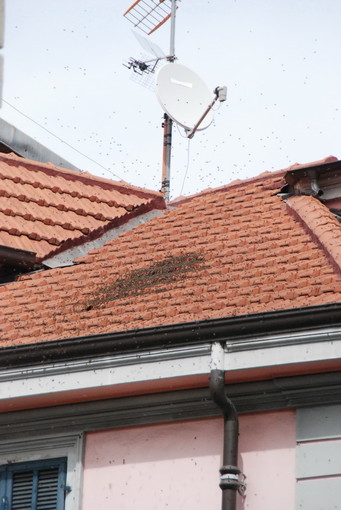 Sanremo: insetti su un tetto di piazza Colombo, qualche timore tra i passanti