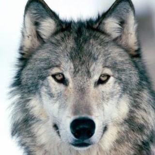 Danni da predazione: in Liguria cresce il numero di denunce di attacchi da lupo