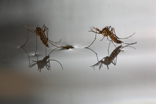 Vantaggi delle zanzariere plissettate Vantaggi delle zanzariere plissettate