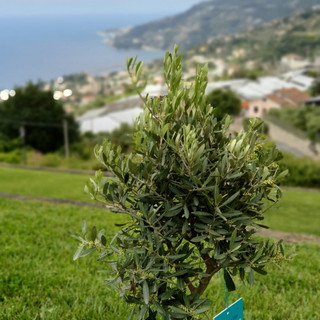 Sanremo celebra la Giornata dei Giusti 2025: in frazione Coldirodi un omaggio al magistrato Rosario Livatino