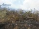 Perinaldo: peggiora l'incendio in località Massabò, 5 mezzi aerei sul posto ed alcune abitazioni evacuate Perinaldo: peggiora l'incendio in località Massabò, 5 mezzi aerei sul posto ed alcune abitazioni evacuate