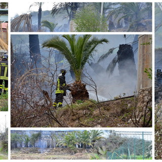 Sanremo: coltivazione di palme a fuoco in Valle Armea, paura per un cavo dell'Enel che sfiamma Sanremo: coltivazione di palme a fuoco in Valle Armea, paura per un cavo dell'Enel che sfiamma
