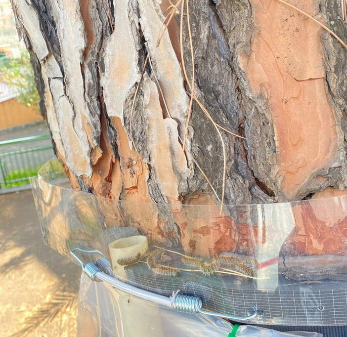 Arriva la processionaria: prima ordinanza in provincia ad Ospedaletti, obbligo di verifiche anche dei privati