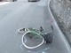 Sanremo: ciclista finisce a terra dopo uno scontro con uno scooter 'pirata', le indagini