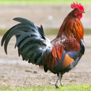 San Bartolomeo a Mare: domani all'alba, il primo festival del 'Canto del Gallo' San Bartolomeo a Mare: domani all'alba, il primo festival del 'Canto del Gallo'