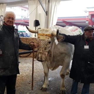 Il re della 109ª Fiera del Bue Grasso di Carrù è Trono: pesa 1360 chili e proviene da Marene (Foto e Video) Il re della 109ª Fiera del Bue Grasso di Carrù è Trono: pesa 1360 chili e proviene da Marene (Foto e Video)