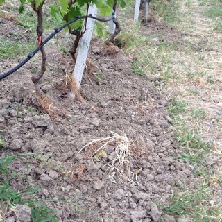 Vallecrosia: troppi ungulati vicini al centro città, emanata nuova ordinanza per l'abbattimento Vallecrosia: troppi ungulati vicini al centro città, emanata nuova ordinanza per l'abbattimento