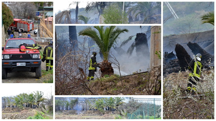Sanremo: coltivazione di palme a fuoco in Valle Armea, paura per un cavo dell'Enel che sfiamma Sanremo: coltivazione di palme a fuoco in Valle Armea, paura per un cavo dell'Enel che sfiamma