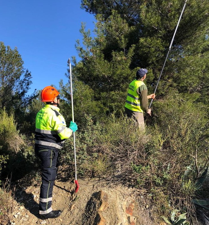Diano Marina: lotta alla processionaria, ieri serie di controlli ieri mattina nella zona del Capo Berta (Foto) Diano Marina: lotta alla processionaria, ieri serie di controlli ieri mattina nella zona del Capo Berta (Foto)