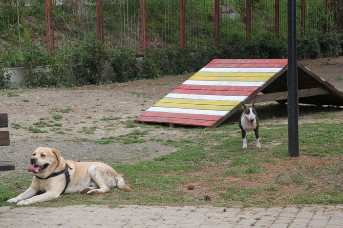 L'area cani di San Martino