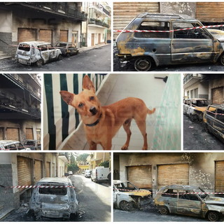 Riva Ligure: cagnolino 'eroe' abbaia e sveglia tutti in via Allavena, accelerando l'intervento per l'incendio (Foto)