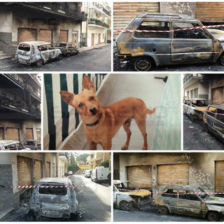 Riva Ligure: cagnolino 'eroe' abbaia e sveglia tutti in via Allavena, accelerando l'intervento per l'incendio (Foto) Riva Ligure: cagnolino 'eroe' abbaia e sveglia tutti in via Allavena, accelerando l'intervento per l'incendio (Foto)
