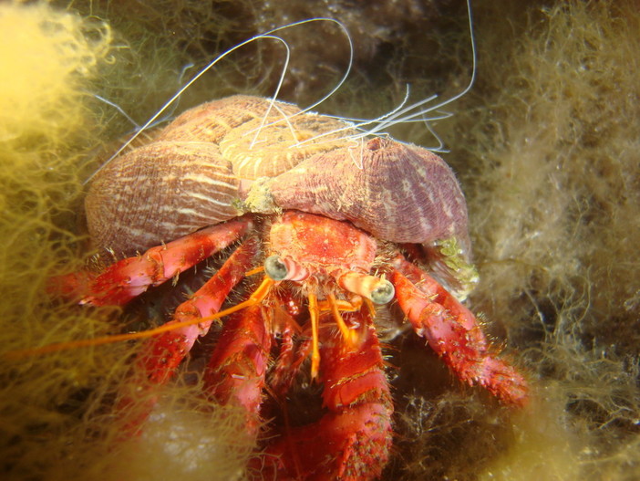 L'Associazione InforMare in prima linea per informare cittadini e turisti delle bellezze naturalistiche che caratterizzano i fondali liguri L'Associazione InforMare in prima linea per informare cittadini e turisti delle bellezze naturalistiche che caratterizzano i fondali liguri