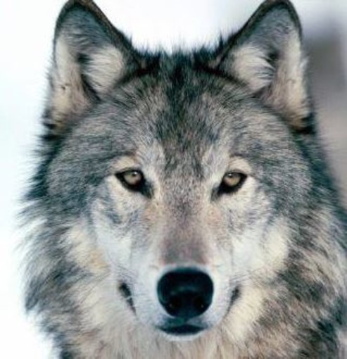Gestione della presenza del lupo nell’entroterra ligure: approvato un ordine del giorno e respinto un secondo