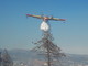 Ceriana: a fuoco 5 ettari di bosco, arrivato anche un Canadair da Olbia Ceriana: a fuoco 5 ettari di bosco, arrivato anche un Canadair da Olbia
