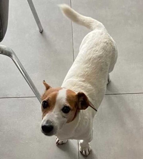 Ventimiglia: è stato smarrito in zona Mortola Superiore un jack russell. I suoi proprietari lo stanno cercando Ventimiglia: è stato smarrito in zona Mortola Superiore un jack russell. I suoi proprietari lo stanno cercando