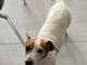 Ventimiglia: è stato smarrito in zona Mortola Superiore un jack russell. I suoi proprietari lo stanno cercando Ventimiglia: è stato smarrito in zona Mortola Superiore un jack russell. I suoi proprietari lo stanno cercando