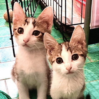 Arma di Taggia: Jack e Sparrow sono stati abbandonati in strada e cercano una famiglia (Foto)