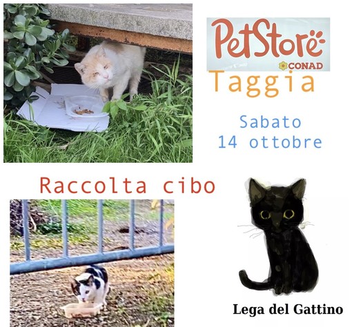 Arma di Taggia: sabato raccolta cibo per i randagi allo Spazio Conad Arma di Taggia: sabato raccolta cibo per i randagi allo Spazio Conad