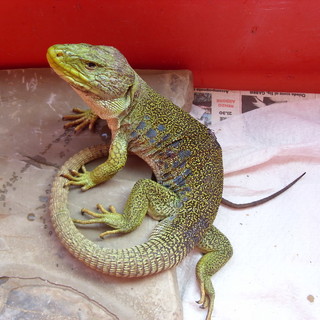 Pompeiana: la lucertola 'ocellata' � tornata nel suo habitat